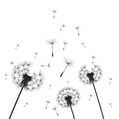 vector dandelion blowing seeds with flower background for banner poster, cards, and template. Vector illustration dandelion time. Black Dandelion seeds blowing in the wind. The wind inflates a dandeli