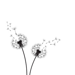 vector dandelion blowing seeds with flower background for banner poster, cards, and template. Vector illustration dandelion time. Black Dandelion seeds blowing in the wind. The wind inflates a dandeli