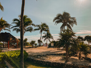 exotic palm trees in tulum, beautiful green palm trees in mexico, palm trees on the caribbean sea