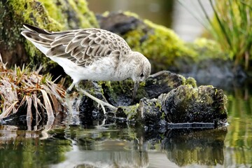 oiseau