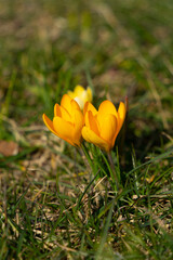First early spring flowers in a sunny day