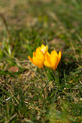 First early spring flowers in a sunny day