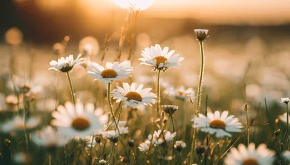 Fototapeten field of daisies / chamomile at sunset sunrise © Hanna