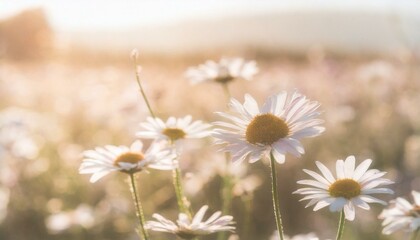 field of daisies / chamomile at sunset sunrise