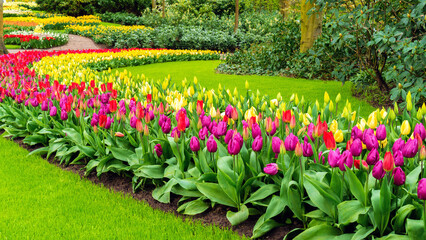 Photo of a beautiful garden with tulips. Straight lawn edging. Landscape design of flower beds in Keukenhof Gardens. Perfect lawn. The edge of the lawn near the flower bed. Garden border edging ideas. - obrazy, fototapety, plakaty