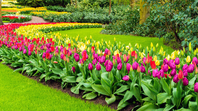 Photo of a beautiful garden with tulips. Straight lawn edging. Landscape design of flower beds in Keukenhof Gardens. Perfect lawn. The edge of the lawn near the flower bed. Garden border edging ideas.