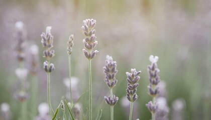 field of lavender