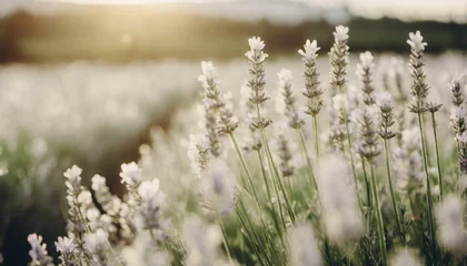 Fototapeten field of lavender at sunset © Hanna
