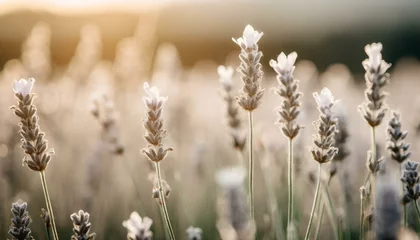 Wandaufkleber field of lavender at sunset © Hanna