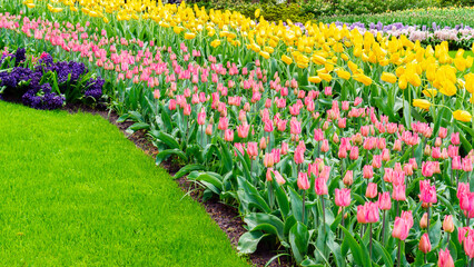 Tulips in Keukenhof Park, Netherlands. Ideas of landscape design of flower beds. Multicolored tulip flowers in landscape design of parks, gardens. Perfect lawn edging close to the flower beds.