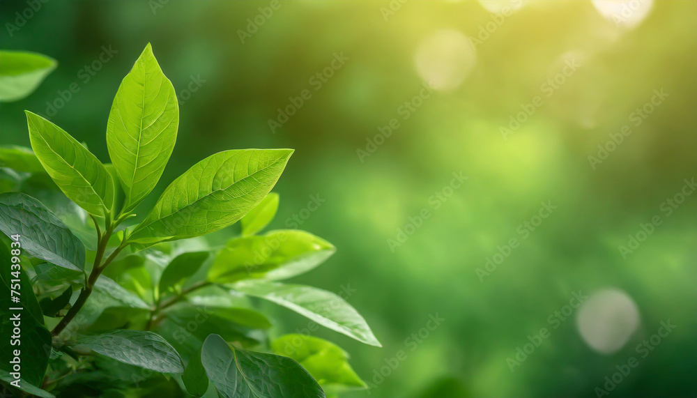 Aufkleber close up of nature view green leaf on blurred greenery background under sunlight with bokeh and copy