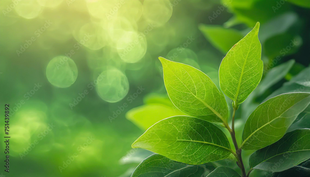 Poster close up of nature view green leaf on blurred greenery background under sunlight with bokeh and copy