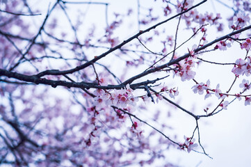 Blooming peach blossom in spring tibet,China