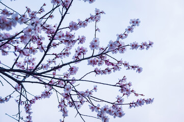Blooming peach blossom in spring tibet,China