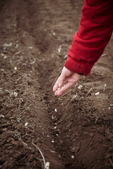 Planting seeds. Close up of a hand planting seeds in the ground. A fragment of a farmer's woman's