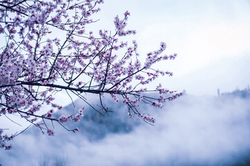 Blooming peach blossom in spring tibet,China