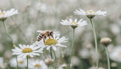 bee on camomile field