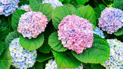 Hydrangea macrophylla bush with blue and pink inflorescences close-up. Blue hydrangea photo...
