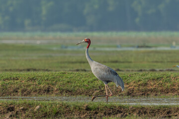 Beautiful bird , Sarus crane in the nature.Eastern Sarus Crane (Grus antigone) walking at Huay Jorrakaemak Reservoir Non-Hunting Area, Burirum, Thailand.