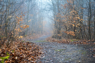 Foggy forest path in late autumn or early spring 