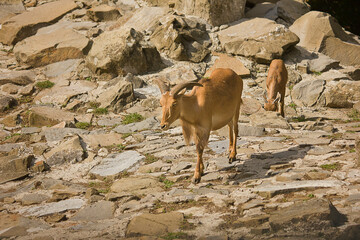 mane sheep in a zoo enclosure