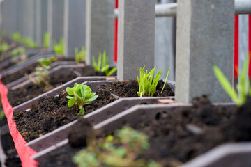 The making of a green wall for vertical gardening. Realisation of a living wall garden.