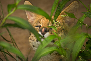 African cat in close-up in the zoo enclosure amongst the grass