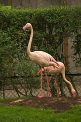 pink flamingos in the zoo enclosure