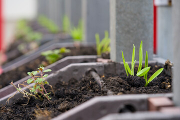 The making of a green wall for vertical gardening. Realisation of a living wall garden.