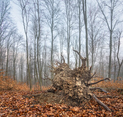 Late autumn or early spring foggy morning forest scene with a fallen tree showing the roots