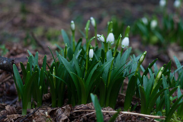 Snowdrop flowers in the forest. Beautiful spring flowers in the forest