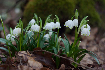 Snowdrop flowers in the forest. Beautiful flowers near a tree in the forest