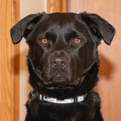 Black Lab Mixed Breed Dog Headshot with an Intense Look