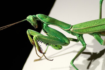 Depiction of green praying mantis in a close-up view showing its vibrant color and complex...