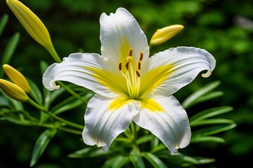 It's a picture of a white Lily flower.