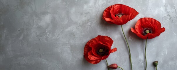 Poppy flowers on light gray painted background
