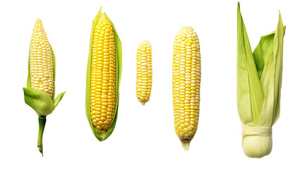 Corn Collection: Fresh Organic Maize Harvest in Summer Fields - Top View Agriculture Farming Scene of Ripe Golden Crops on Transparent Background, Ideal for Food Industry Graphics and Crop Gro