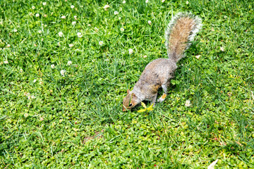 A squirrel enjoying the extensive grassy field in Central Park, which is a public urban park located in the metropolitan district of Manhattan, in the heart of the Big Apple in New York City (USA).
