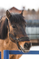 A beautiful portrait of a horse in a paddock on a ranch, on a private eco-farm or in a contact zoo. Animal husbandry. Love for animals.