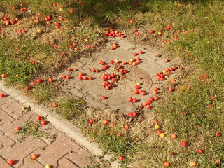 Fruits on concrete