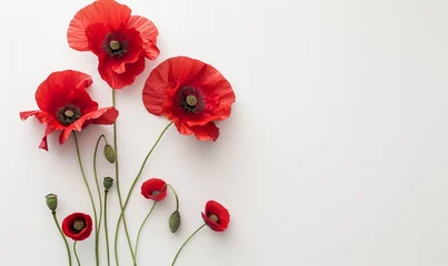 Anzac Day, poppy flowers on white background. Remembrance day symbol. © Artlana