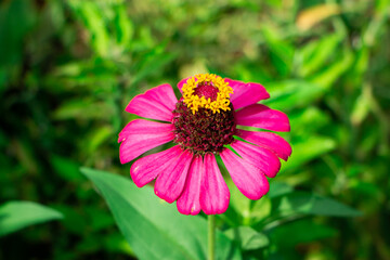 Pink flower of zinnia