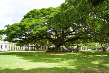 Fototapeta na wymiar Large tree in the garden of Iolani Palace in Hawaii