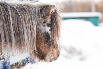 A breed of decorative dwarf horses. Cute little mini pony on the farm. Close-up of an animal portrait.