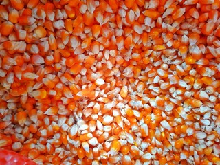 Photo of the texture of shelled corn for animal feed, in a sack, photographed from above in the afternoon
