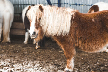 A breed of decorative dwarf horses. Cute little mini pony on the farm. Close-up of an animal...