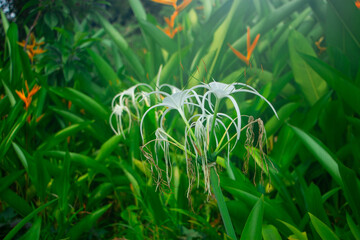 White flower of hymenocallis speciosa