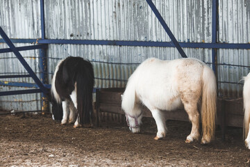A breed of decorative dwarf horses. Cute little mini pony on the farm. Close-up of an animal...