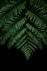 green fern leaves