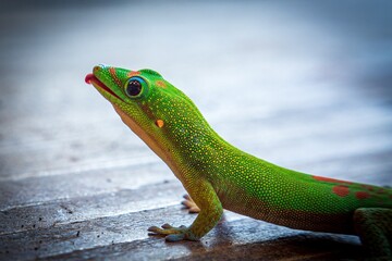 Adorable Gold Dusted Day Gecko 